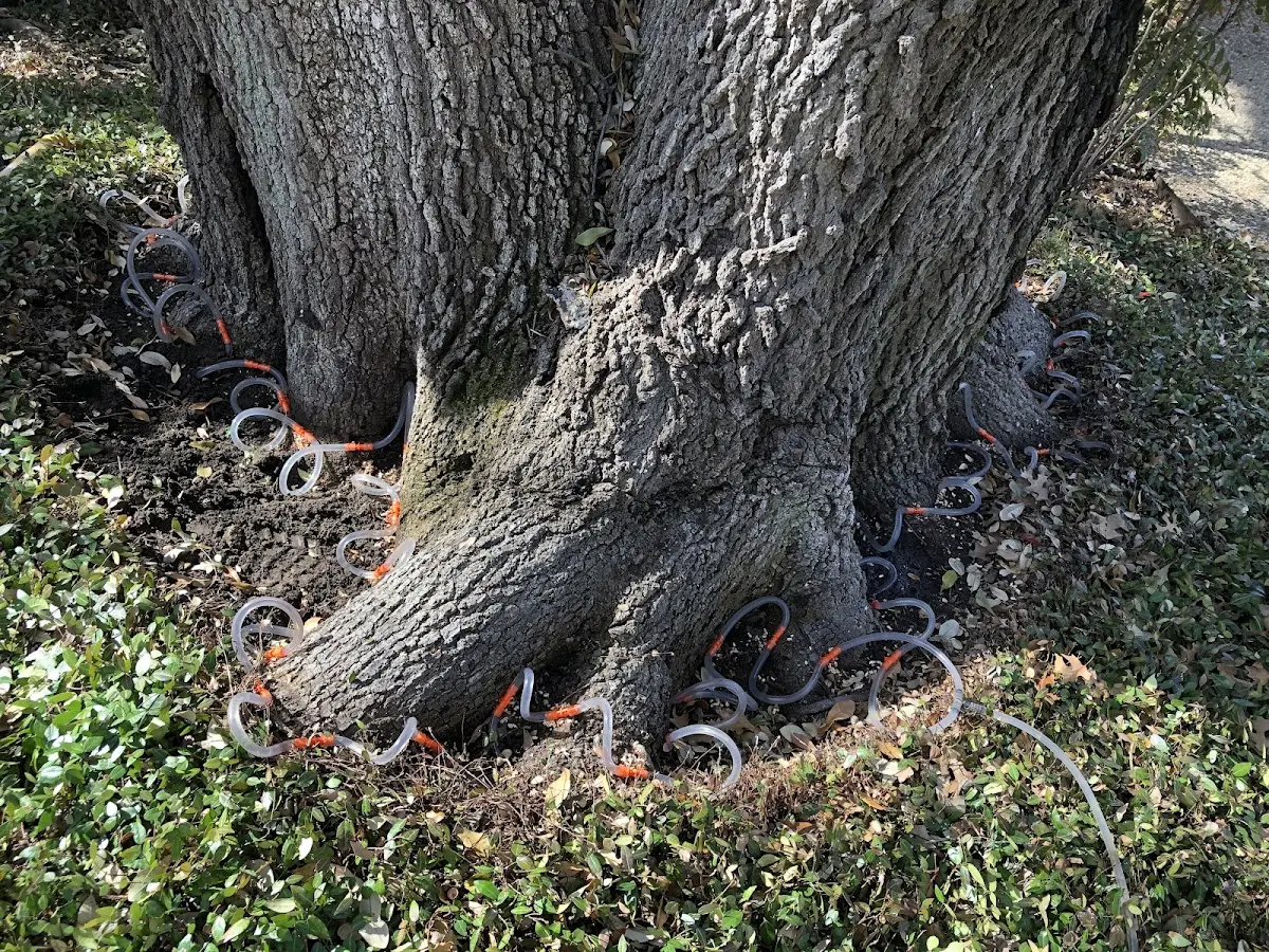 Detailed Tree Cabling and Bracing job site in Southmayd