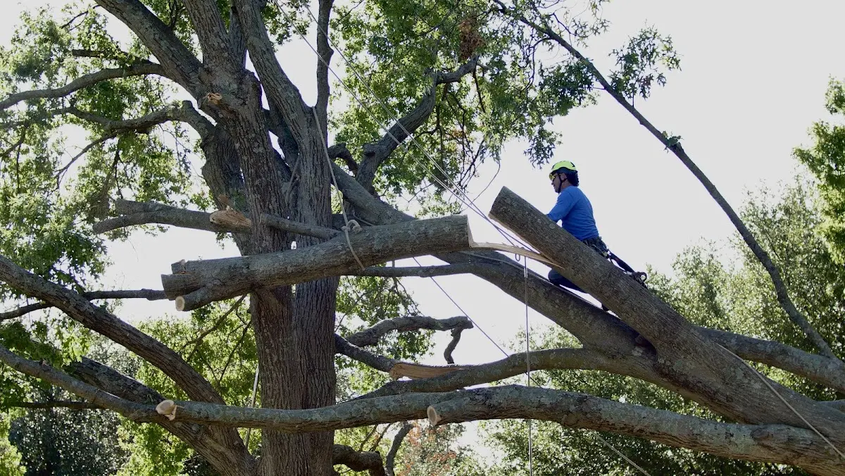 Professional Crown Thinning performed by certified arborists in Southmayd